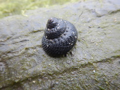 Tegula argyrostoma