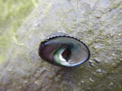 Tegula argyrostoma