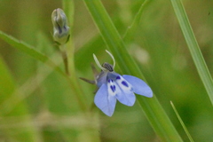 Lobelia fervens