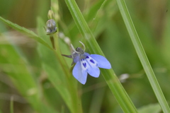 Lobelia fervens