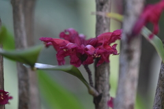 Phyllarthron cauliflorum