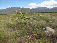 Leucadendron chamelaea