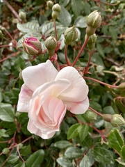 Rosa chinensis