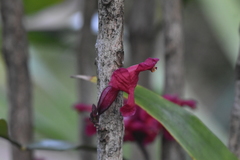 Phyllarthron cauliflorum