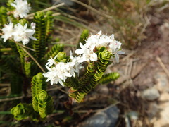 Veronica pauciramosa