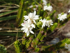 Veronica pauciramosa