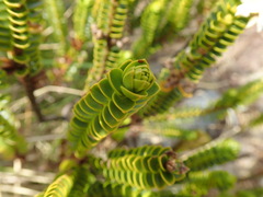 Veronica pauciramosa