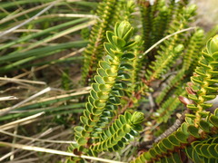 Veronica pauciramosa