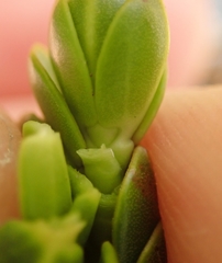 Veronica pauciramosa