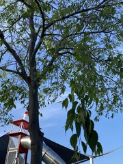 Celtis australis