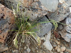 Poa novae-zelandiae