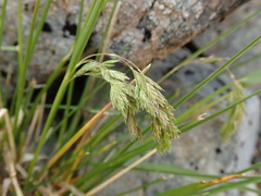 Poa novae-zelandiae
