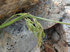 Poa novae-zelandiae