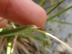 Poa novae-zelandiae