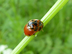 Harmonia axyridis