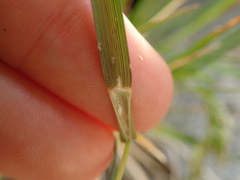 Poa novae-zelandiae