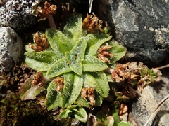 Plantago lanigera