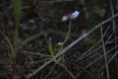 Byblis liniflora