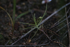 Byblis liniflora