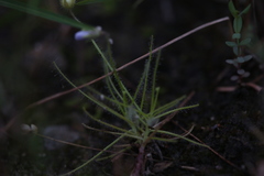 Byblis liniflora