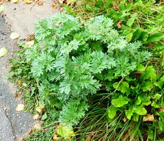 Angiospermae