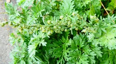 Angiospermae