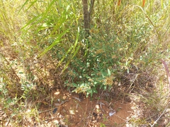 Grona barbata argyrea