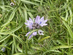 Scilla verna