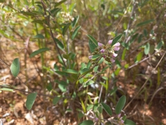 Grona barbata argyrea