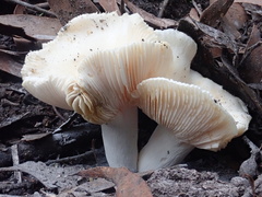 Russula marangania