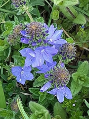 Veronica orsiniana