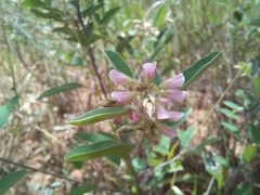 Grona barbata argyrea