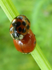 Harmonia axyridis