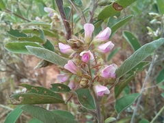 Grona barbata argyrea