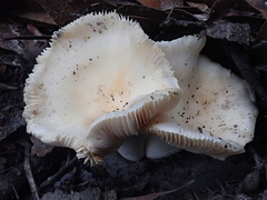 Russula marangania
