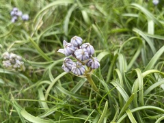 Scilla verna