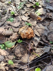 Gyromitra gigas