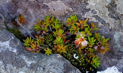 Erica depressa