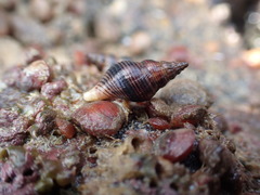 Buccinulum vittatum