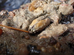 Barbatia novaezealandiae