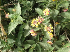 Lantana camara