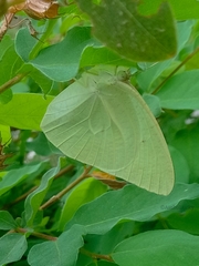 Catopsilia florella