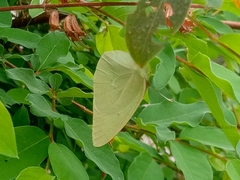 Catopsilia florella