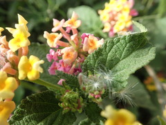 Lantana camara