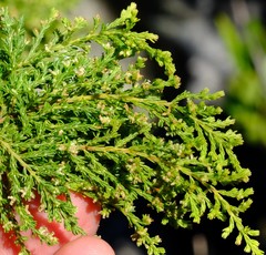 Erica urceolata