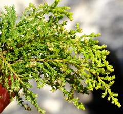 Erica urceolata