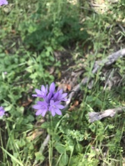 Dichelostemma