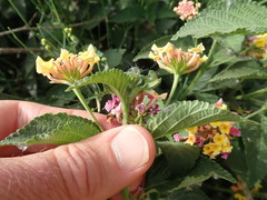 Lantana camara