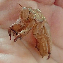 Dundubia