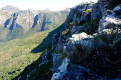 Phlegmariurus gnidioides